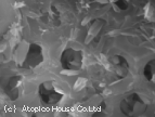 珪藻土　顕微鏡写真